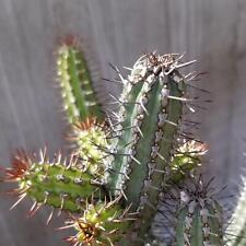 Euphorbia baioensis cactus for sale  Ashmore