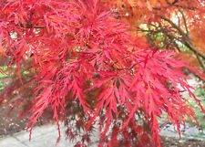 Acero rosso giapponese usato  Valmacca