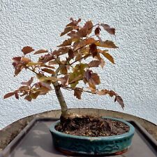 yamadori bonsai gebraucht kaufen  Triefenstein