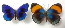 Entomologie papillon callithea d'occasion  Paris XI