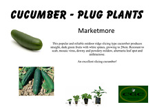 Cucumber marketmore plug for sale  WHITCHURCH