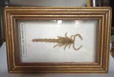 Echter skorpion scorpions gebraucht kaufen  Königslutter