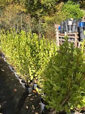 Griselinia littoralis hedging for sale  WIMBORNE