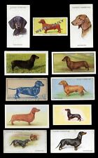 Used, DACHSHUND SMOOTH GERMAN DAXI SAUSAGE DOG VINTAGE CIGARETTE & TRADE CARDS - x 11 for sale  Shipping to South Africa