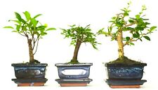 Bonsai tree mix for sale  LLANDRINDOD WELLS