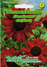 Chrestensen sonnenblume abends gebraucht kaufen  Elchesheim-Illingen