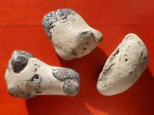 Nodules crabes fossiles d'occasion  Cuxac-d'Aude