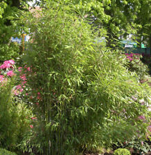 Gartenbambus simba 80cm gebraucht kaufen  Bad Zwischenahn