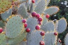 Usado, Wheel Cactus - Nopal Tapon - Opuntia robusta - más de 25 semillas - semillas - G 126 segunda mano  Embacar hacia Argentina