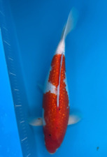 Koi carp ginrin for sale  ARUNDEL