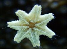 Asterina starfish clean for sale  ALDERSHOT