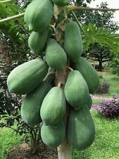 Graines papaye géante d'occasion  Saint-Raphaël