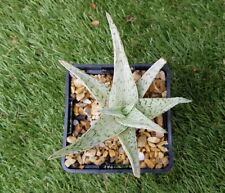 Aloe quicksilver plant d'occasion  Perpignan-