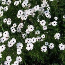 African daisy white for sale  Akron