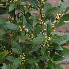 Laurus nobilis evergreen for sale  UK