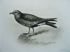 1911 antique bird for sale  UK