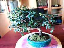 Bonsai olmo cinese usato  Baronissi