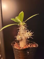 Pachypodium Densiflorum ( 20 SEEDS )  for sale  Shipping to South Africa
