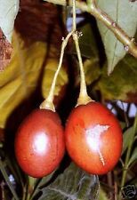 Usado, ¡Las semillas del hermoso árbol de tomate amarillo pueden llegar a ser enormes! segunda mano  Embacar hacia Spain