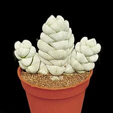 Crassula moonstone succulent for sale  LEIGH