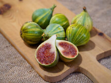 fig trees figs plants for sale  USA