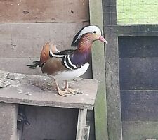 Mandarin duck hatching for sale  HALESWORTH