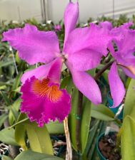 cattleya orchid for sale  Austin