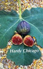 Fig tree chicago for sale  Fresno