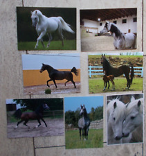 Pferd araber postkarten gebraucht kaufen  Pye