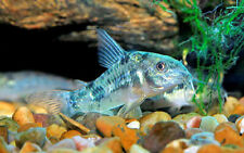 Corydoras paleatus peppered for sale  Spring Hill