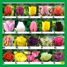 Bulbi fiore tulipani usato  Altamura