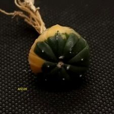 Astrophytum asterias variegata for sale  ROTHERHAM