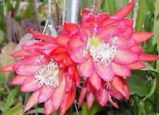 Epiphyllum indian fox for sale  MIDDLESBROUGH