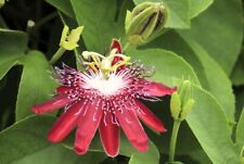 Passiflora lady margaret for sale  Whittier