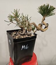 pine bonsai for sale  Philadelphia