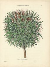 Used, HAEMANTHUS LINDENI Antique 1896 FLOWER Print English Botanical Engraving for sale  Shipping to South Africa