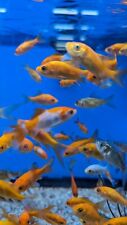 Live fish goldfish for sale  Naples