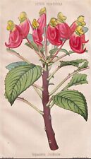 Impatiens Jerdoniae Botanique Fleurs Botany Lithograph Revue Horticole 1855 segunda mano  Embacar hacia Argentina