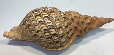Triton’s Trumpet Charonia Tritonis Giant Pacific Sea shell Large 13” Read for sale  Shipping to South Africa
