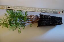 Stück metasequoia glyptostrob gebraucht kaufen  Jettingen-Scheppach