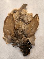 Wa41 valley quail for sale  Hinton