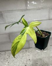beautiful house plants for sale  Canonsburg