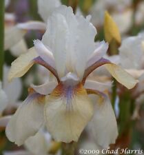 Siberian iris snow for sale  LAMPETER