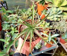 Hechtia texensis - 23cm - Succulent / Cacti - Industrial Agaves for sale  Shipping to South Africa