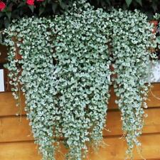 Dichondra silver falls for sale  UK