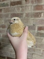 Coturnix quail hatching for sale  NORTHALLERTON