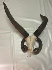 Huge horn ram for sale  Mason