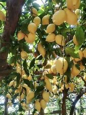 Albero limone sfusato usato  Corato