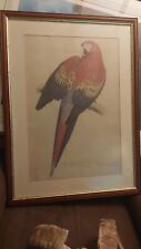 scarlet macaw for sale  CAMBRIDGE