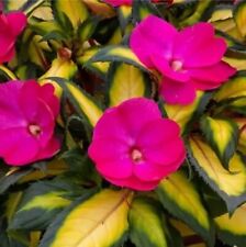 PLANTA VIVA ‘ROSA TROPICAL COMPACTA’ SUNPATIENS!, usado comprar usado  Enviando para Brazil